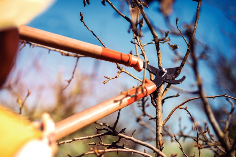 Tesourão de Poda Tipo Bypass Tramontina em Aço 60cm